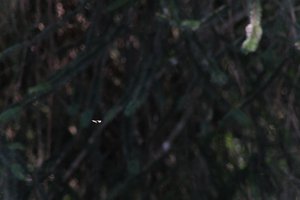 DSCF9563.JPG