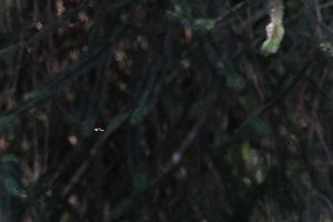 DSCF9565.JPG
