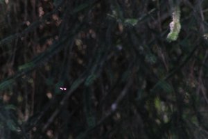 DSCF9567.JPG