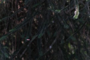 DSCF9568.JPG