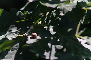 DSCF9585.JPG