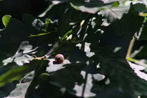 DSCF9586.JPG