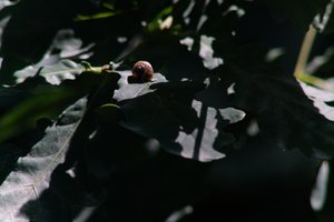 DSCF9598.JPG