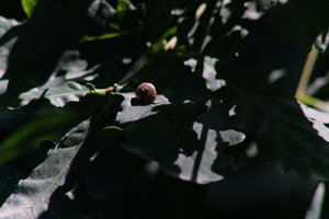 DSCF9600.JPG