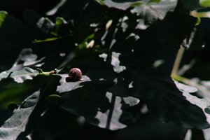 DSCF9604.JPG