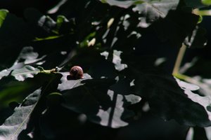 DSCF9605.JPG