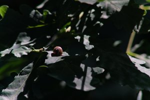 DSCF9606.JPG
