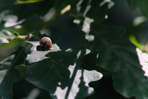 DSCF9610.JPG