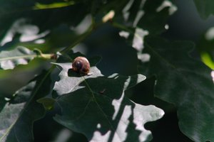 DSCF9611.JPG