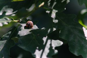 DSCF9619.JPG