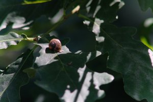 DSCF9620.JPG
