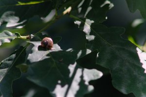 DSCF9626.JPG