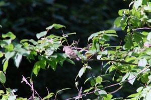 DSCF9688.JPG