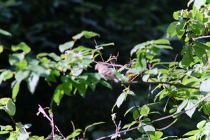 DSCF9690.JPG
