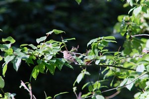 DSCF9698.JPG