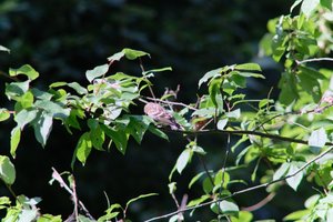 DSCF9701.JPG