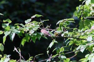 DSCF9703.JPG