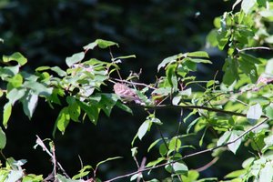 DSCF9704.JPG