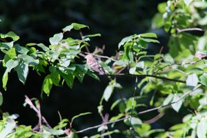 DSCF9707.JPG