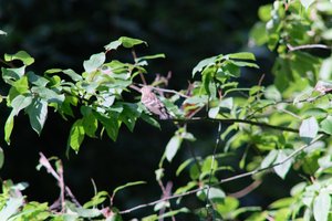DSCF9708.JPG