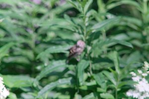 DSCF9712.JPG