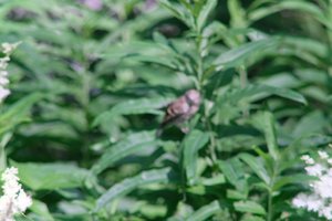 DSCF9713.JPG