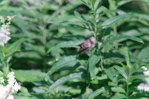 DSCF9714.JPG