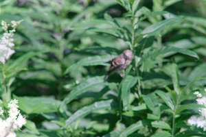 DSCF9715.JPG