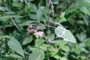 DSCF9737.JPG