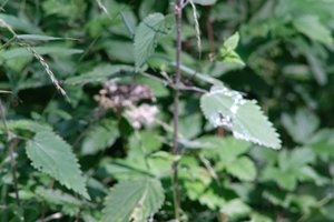 DSCF9738.JPG