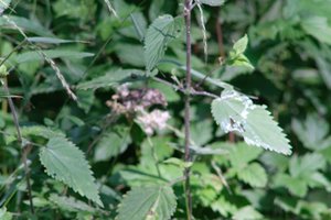 DSCF9741.JPG