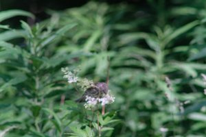 DSCF9751.JPG