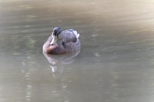 DSCF9868.JPG