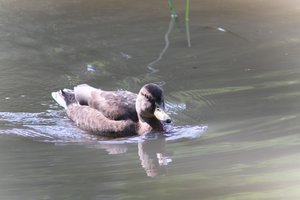 DSCF9870.JPG