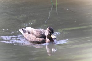 DSCF9871.JPG