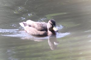 DSCF9877.JPG