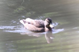 DSCF9878.JPG