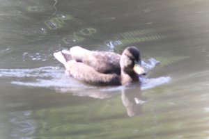 DSCF9879.JPG