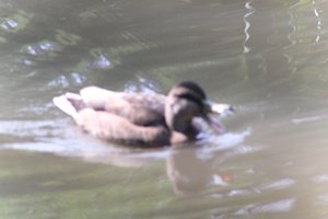 DSCF9885.JPG