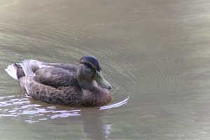 DSCF9892.JPG