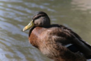 DSCF9895.JPG