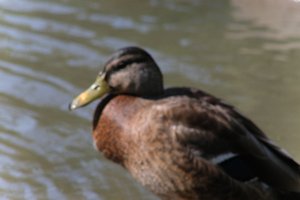 DSCF9896.JPG
