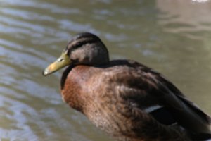 DSCF9897.JPG