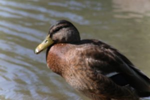 DSCF9898.JPG