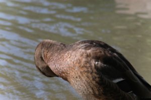 DSCF9901.JPG