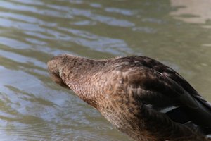DSCF9905.JPG