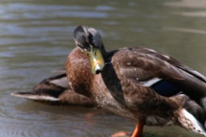 DSCF9909.JPG