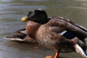 DSCF9910.JPG