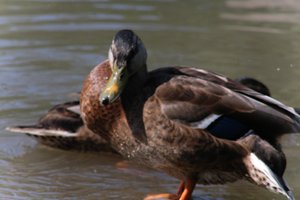 DSCF9912.JPG