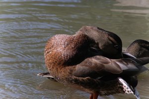DSCF9915.JPG